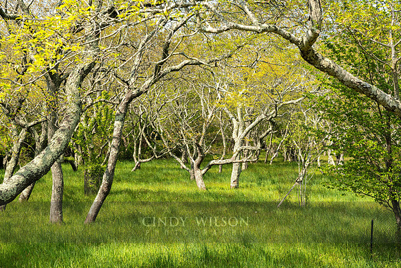 Tree Canopy, West Side