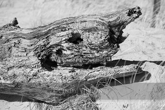 Horned Wood