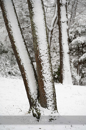 Pasted Snow