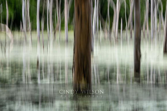 ICM, Swamp, Cumberland