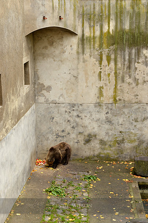 Bear at the Castle, Czesky Krumlov, Czech Republic633