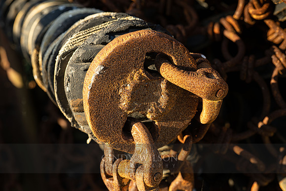 Caterpillar, Pt Judith
