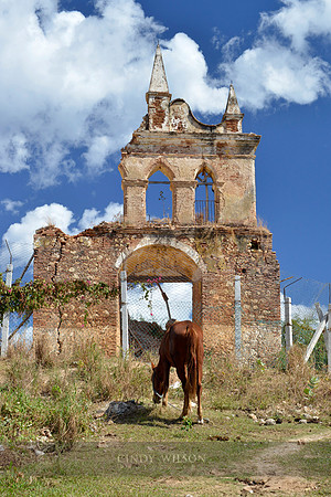 Grazing at Nuestra Senora de la Candelaria, Trinidad