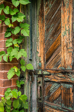 Poison Ivy, Woonsocket