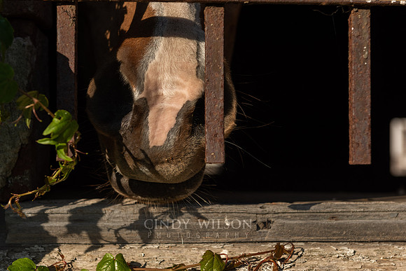Nuzzling Horse, Glen Farm