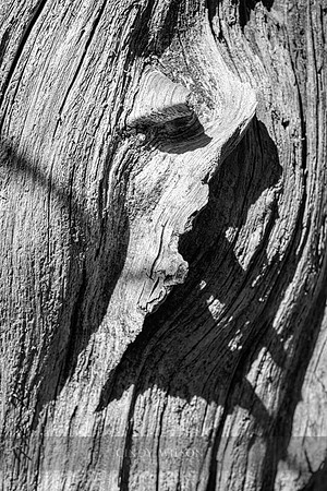 Profile in Bark