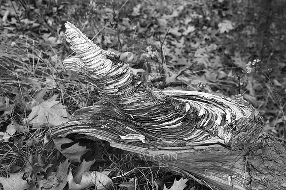 The Witches Hat