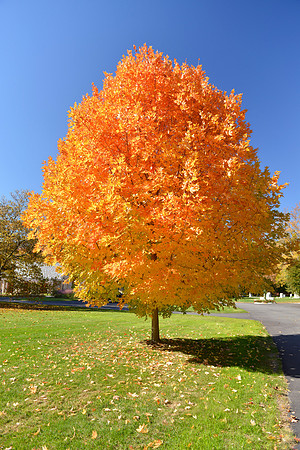 Foliage, Swan Pt