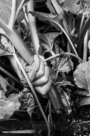 Pulling Rhubarb, Acadia Organic Farm