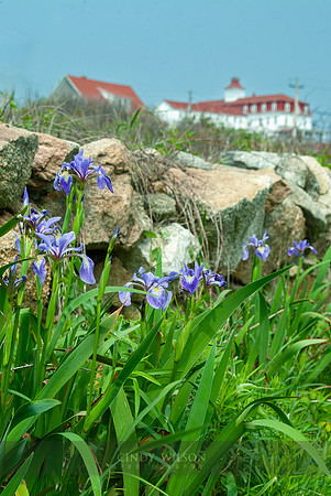 Spring House with Irises