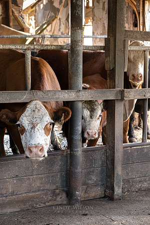 Westport Cows