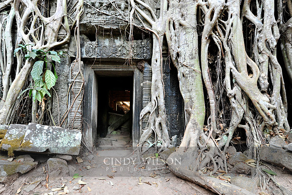 Roots, TaProhm Temple, Cambodia