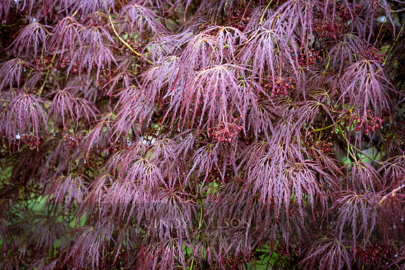 Flower Fireworks, Wilcox Park