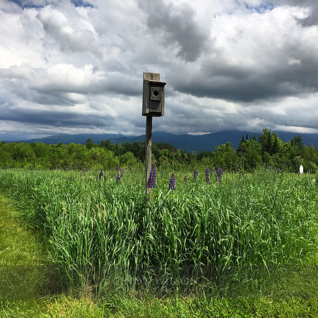 Bird feeder, Poets walk, Sugar Hill, NH