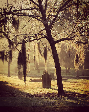 Hanging Moss, Savannah