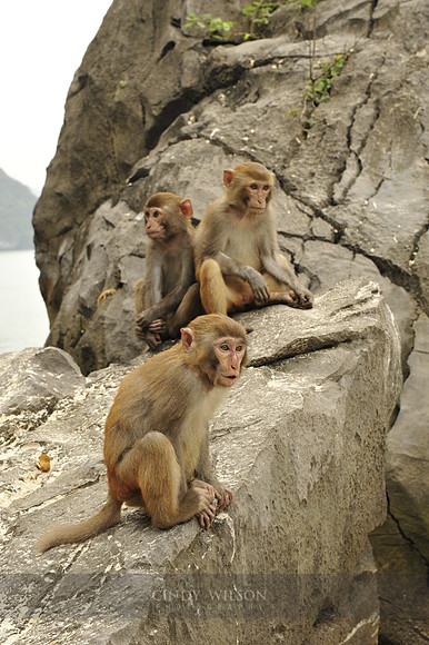 Monkeys, Halong Bay, Vietnam