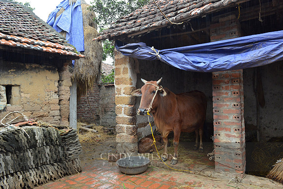 Courtyard, Red River Delta, Vietnam