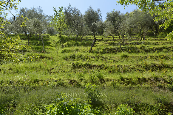 _CHW0654 copy