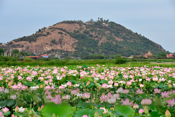 #DSC1037_Lotus Field, Tonle Sap, Cambodia