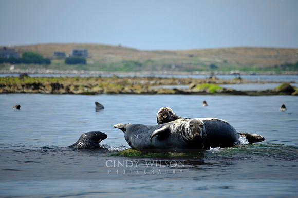 Seals, Penikese Island, MA
