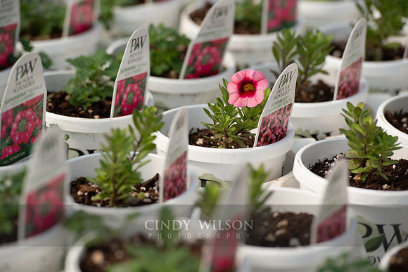 Plant Patterns