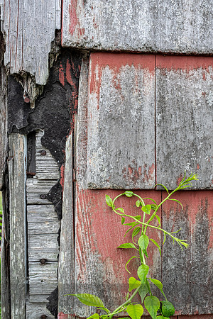 Seedling