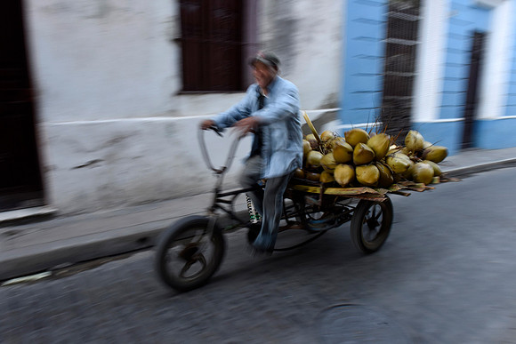 Coconuts, Camaguey, Cuba