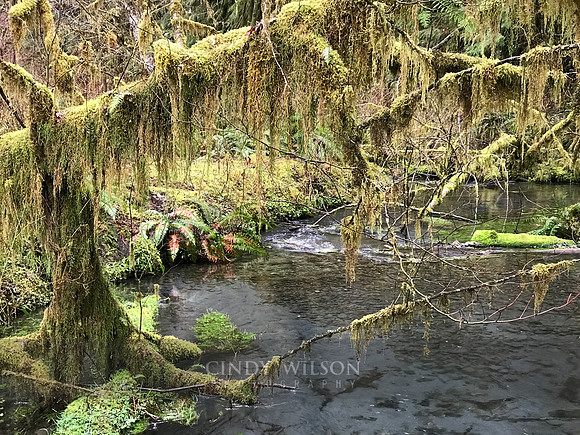 River, Hoh Rain Forest