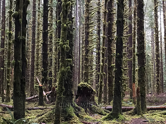 Trees, Hoh Rain Forest