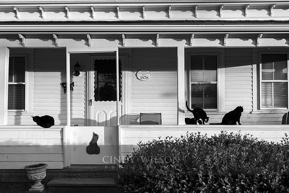 Cats, Bridgegate Square