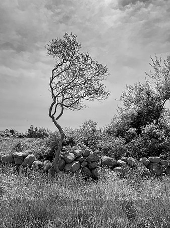 Expressive Tree