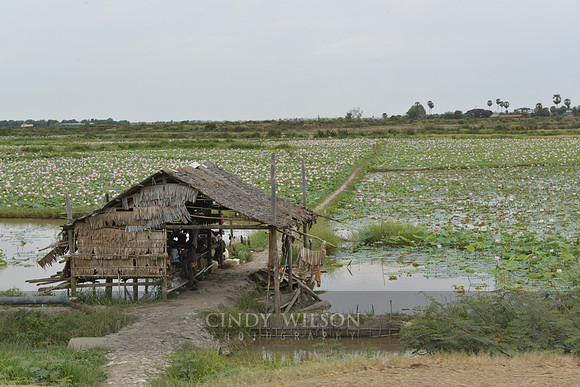 #CHW2049_Lotus Farm, Tonle Sap, Cambodia