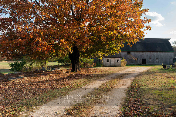 Autumn Road
