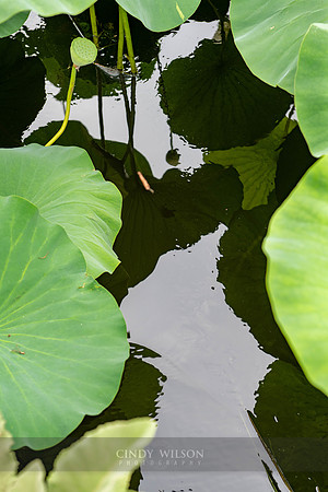 Space between the Lilies