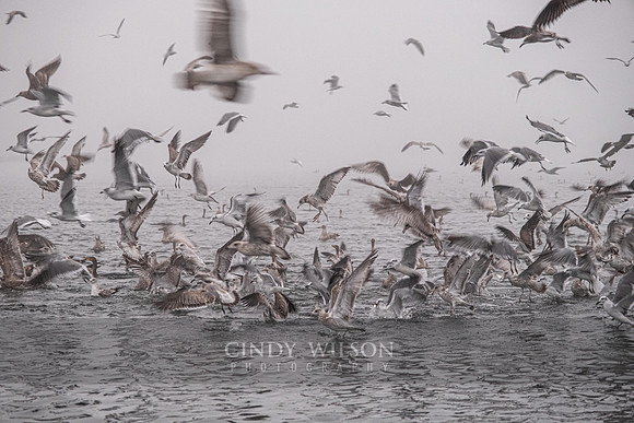 Feeding Frenzy on a Foggy Day, Wickford