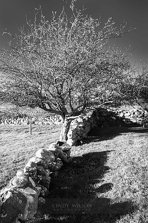 Stone Wall and Tree, Turnip Farm, Block Island RI