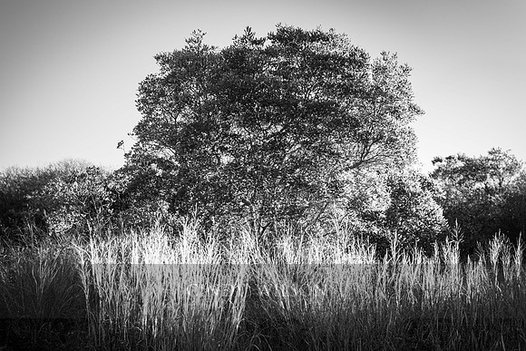 Light on Grasses, Block Island RI
