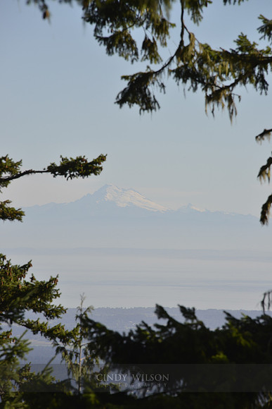 Mountain View, Hurricane Ridge, WA