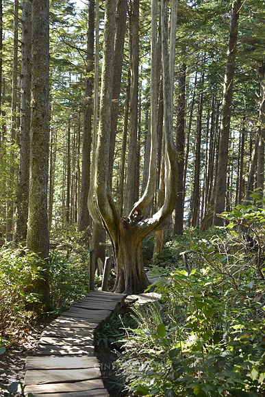 Path through the Forest, Neah Bay, WA
