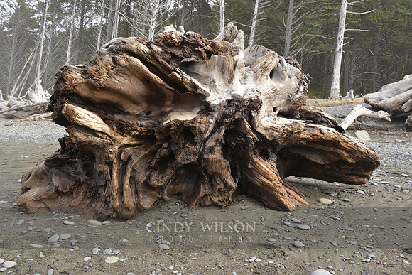 Driftwood, Rialto Beach, Wa