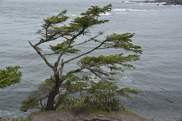 Lone Tree, Neah Bay, WA