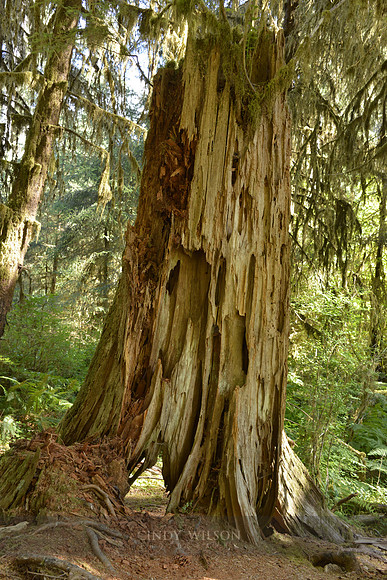 Trunk, Hoh Rain Forest