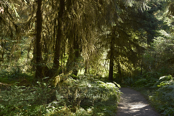 Path through the Forest, Neah Bay, WA