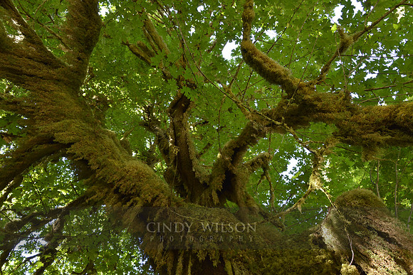 Canopy, Hoh Rain Forest