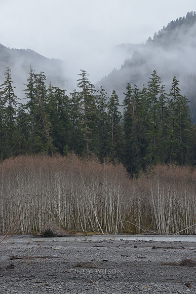 Mist in the Mountains, Hoh Rain Forest