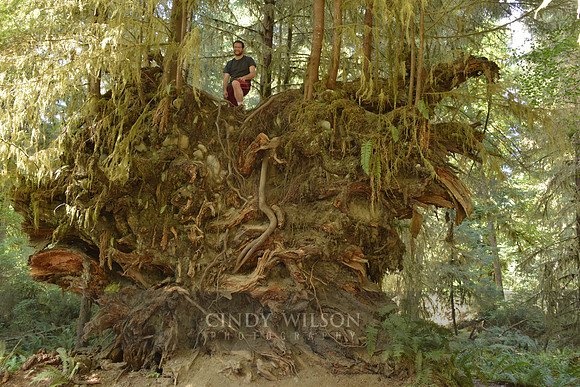 Roots, The Hoh Rain Forest, Olympic National Park, WA