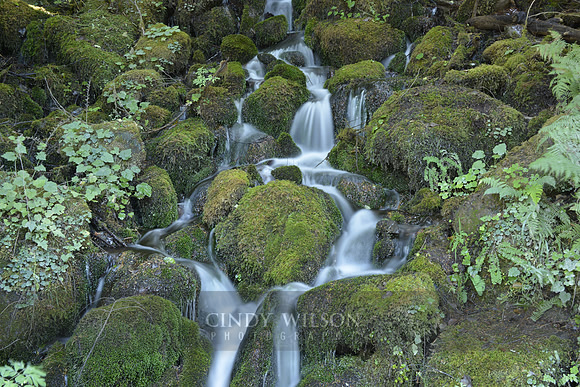 Waterfall, Quinault Rain Forest, WA