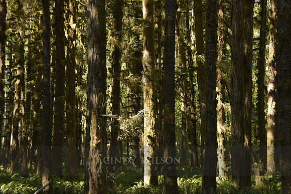 Trees, Hoh Rain Forest