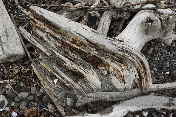 Driftwood Bird, Foul Weather Bluff, WA