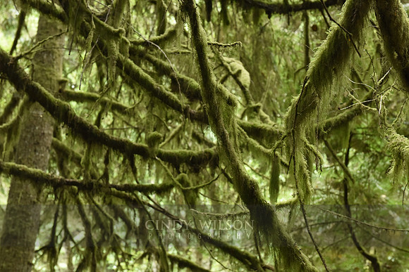 Trees, Hoh Rain Forest